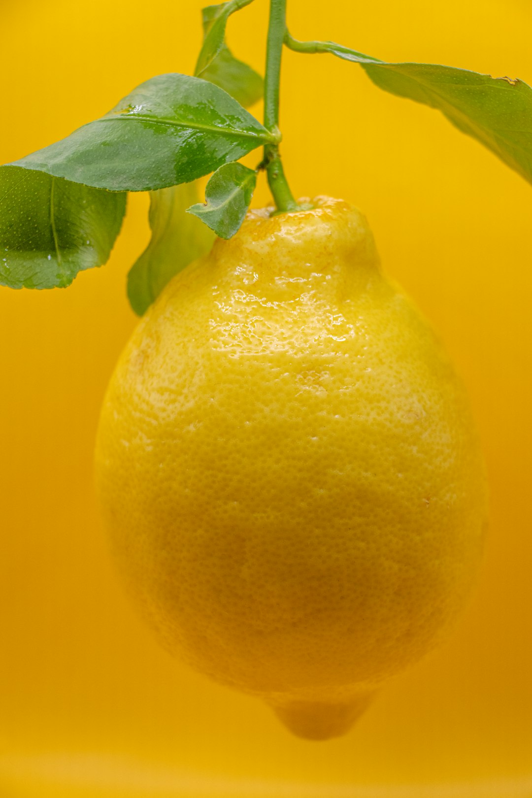 吉田さんの写真